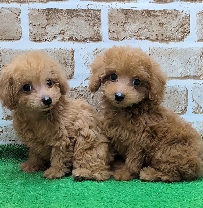 大阪府のトイプードル(トイ) (アミーゴ高槻店/2025年9月24日生まれ/男の子/レッドフォーン)の子犬の4枚目の画像