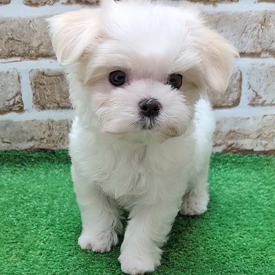 大阪府のマルチーズ (アミーゴ高槻店/2025年9月4日生まれ/男の子/ホワイト)の子犬の1枚目の画像