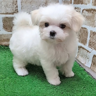 大阪府のマルチーズ (アミーゴ高槻店/2025年9月4日生まれ/男の子/ホワイト)の子犬の2枚目の画像