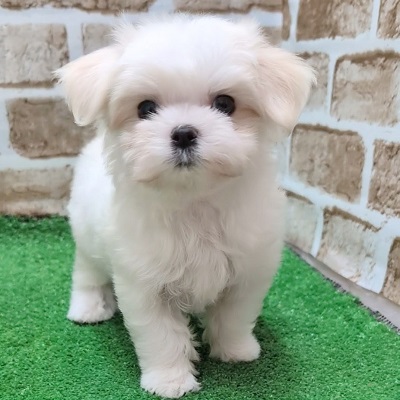 大阪府のマルチーズ (アミーゴ高槻店/2025年9月4日生まれ/男の子/ホワイト)の子犬の3枚目の画像