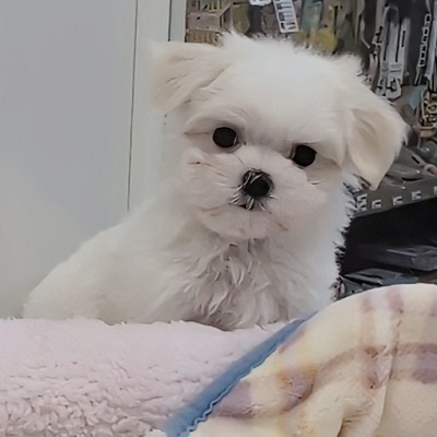 大阪府のマルチーズ (アミーゴ高槻店/2025年9月4日生まれ/男の子/ホワイト)の子犬の4枚目の画像