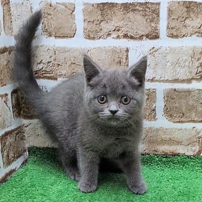 大阪府のブリティッシュショートヘアー (アミーゴ高槻店/2025年9月8日生まれ/女の子/ブルー)の子猫の1枚目の画像