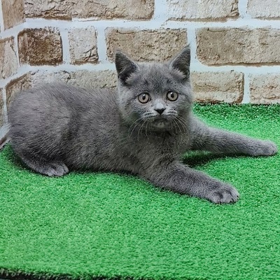 大阪府のブリティッシュショートヘアー (アミーゴ高槻店/2025年9月8日生まれ/女の子/ブルー)の子猫の2枚目の画像