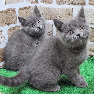 大阪府のブリティッシュショートヘアー (アミーゴ高槻店/2025年9月8日生まれ/女の子/ブルー)の子猫の3枚目の画像