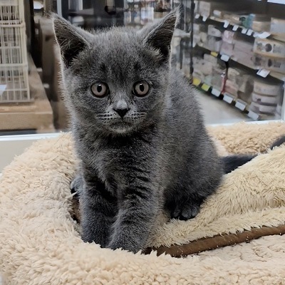 大阪府のブリティッシュショートヘアー (アミーゴ高槻店/2025年9月8日生まれ/女の子/ブルー)の子猫の4枚目の画像