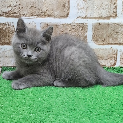 大阪府のブリティッシュショートヘアー (アミーゴ高槻店/2025年9月8日生まれ/男の子/ブルー)の子猫の1枚目の画像