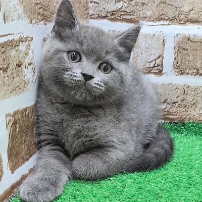 大阪府のブリティッシュショートヘアー (アミーゴ高槻店/2025年9月8日生まれ/男の子/ブルー)の子猫の2枚目の画像