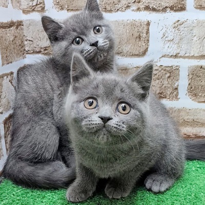 大阪府のブリティッシュショートヘアー (アミーゴ高槻店/2025年9月8日生まれ/男の子/ブルー)の子猫の3枚目の画像