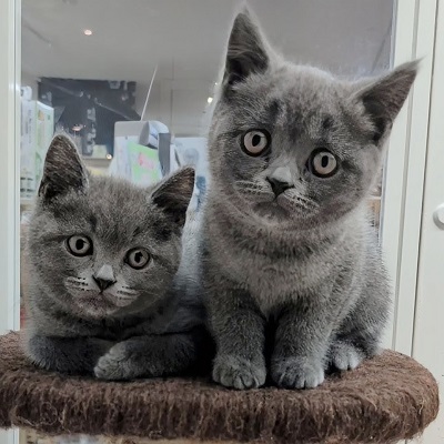 大阪府のブリティッシュショートヘアー (アミーゴ高槻店/2025年9月8日生まれ/男の子/ブルー)の子猫の4枚目の画像