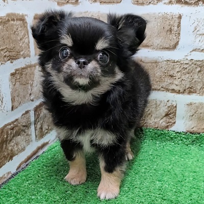 2025年9月9日生まれのチワワ(ロング)