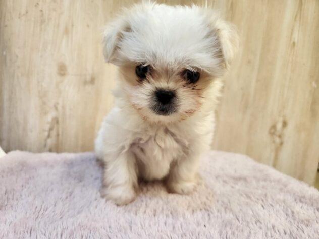 埼玉県のハーフ犬・ミックス犬 (アミーゴ吹上店/2025年8月23日生まれ/女の子/11 その他の毛色)の子犬の1枚目の画像