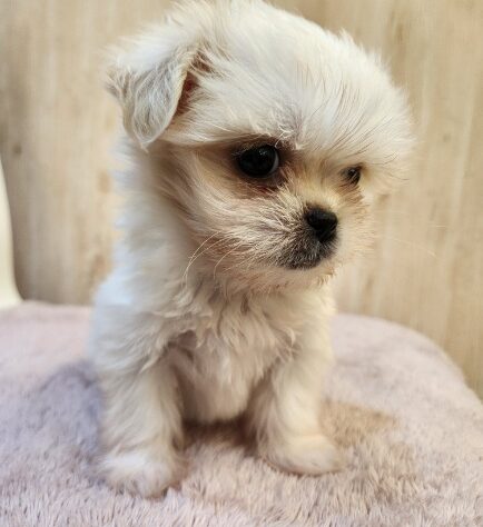 埼玉県のハーフ犬・ミックス犬 (アミーゴ吹上店/2025年8月23日生まれ/女の子/11 その他の毛色)の子犬の2枚目の画像