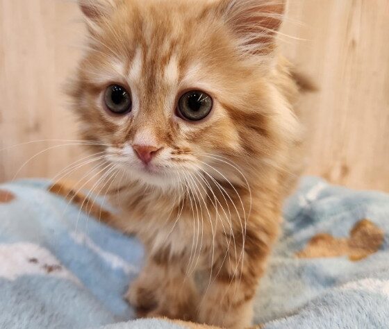 埼玉県のマンチカン (アミーゴ吹上店/2025年8月24日生まれ/男の子/レッドタビーホワイト)の子猫の1枚目の画像