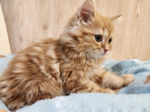 埼玉県のマンチカン (アミーゴ吹上店/2025年8月24日生まれ/男の子/レッドタビーホワイト)の子猫の2枚目の画像