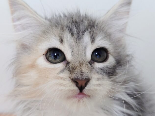 山形県のノルウェージャンフォレストキャット (アミーゴ米沢店/2025年8月6日生まれ/女の子/ブルーポイントホワイト)の子猫