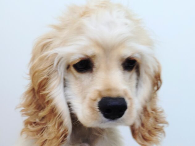 山形県のアメリカンコッカースパニエル (アミーゴ米沢店/2025年5月20日生まれ/女の子/バフ)の子犬