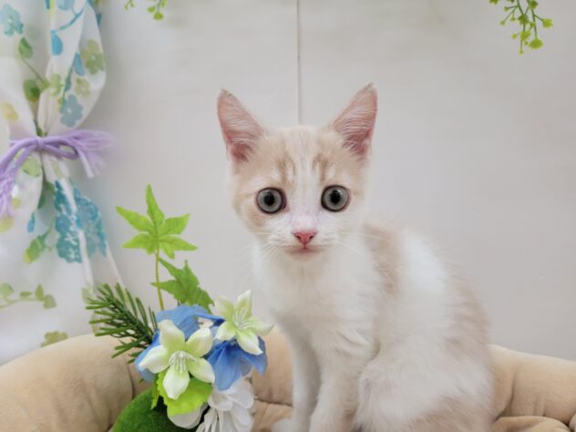 栃木県のスコティッシュフォールド (アミーゴ宇都宮簗瀬店/2025年8月9日生まれ/男の子/クリームホワイト)の子猫