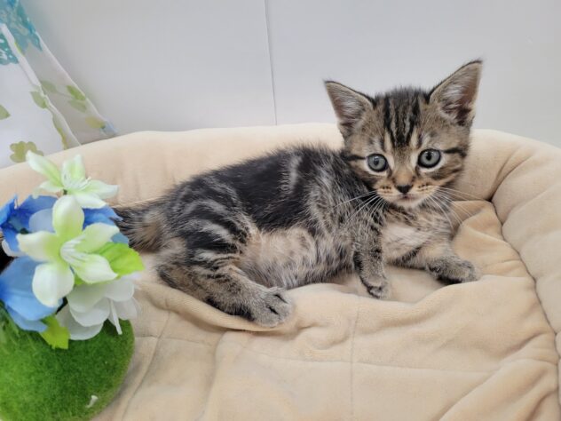 栃木県のマンチカン (アミーゴ宇都宮簗瀬店/2025年9月3日生まれ/男の子/ブラウンタビー)の子猫