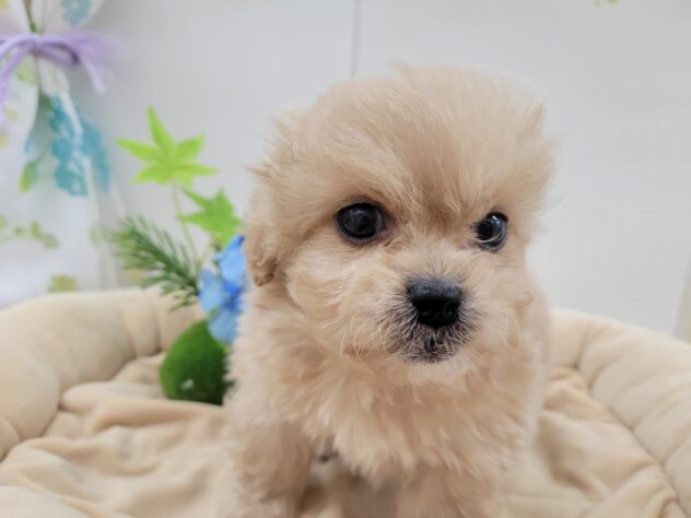 栃木県のハーフ犬・ミックス犬 (アミーゴ宇都宮簗瀬店/2025年9月3日生まれ/男の子/その他色)の子犬