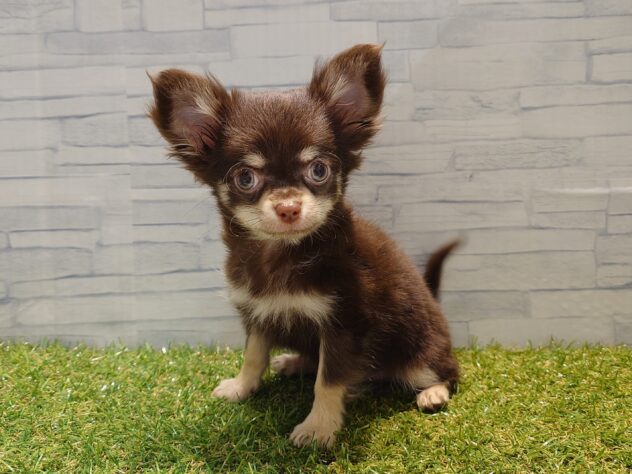 新潟県のチワワ(ロング) (アミーゴ新発田店/2025年8月11日生まれ/男の子/チョコレートタン)の子犬の2枚目の画像