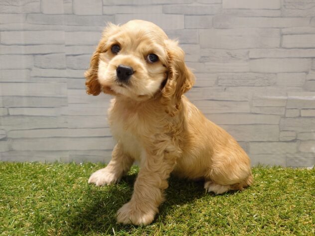 新潟県のアメリカンコッカースパニエル (アミーゴ新発田店/2025年8月25日生まれ/男の子/バフ)の子犬の2枚目の画像