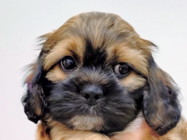 山形県のハーフ犬・ミックス犬 (アミーゴ米沢店/2025年9月9日生まれ/男の子/フォーン)の子犬