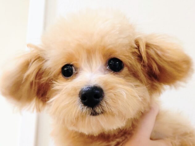 山形県のハーフ犬・ミックス犬 (アミーゴ米沢店/2025年4月27日生まれ/女の子/レッド)の子犬