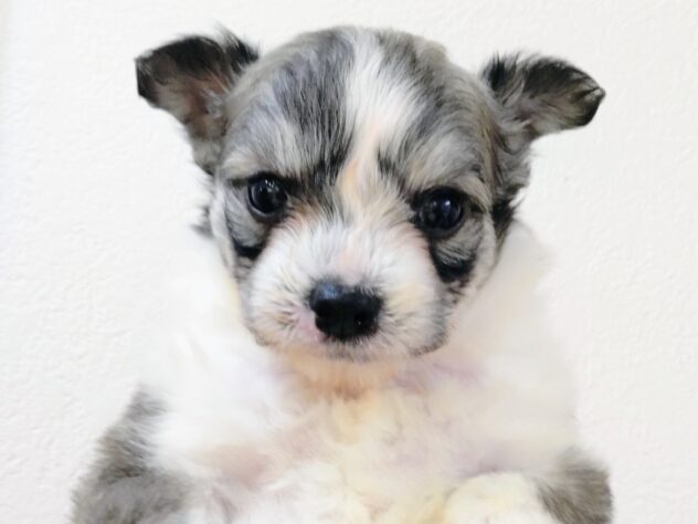 山形県のハーフ犬・ミックス犬 (アミーゴ米沢店/2025年9月7日生まれ/男の子/ホワイト)の子犬