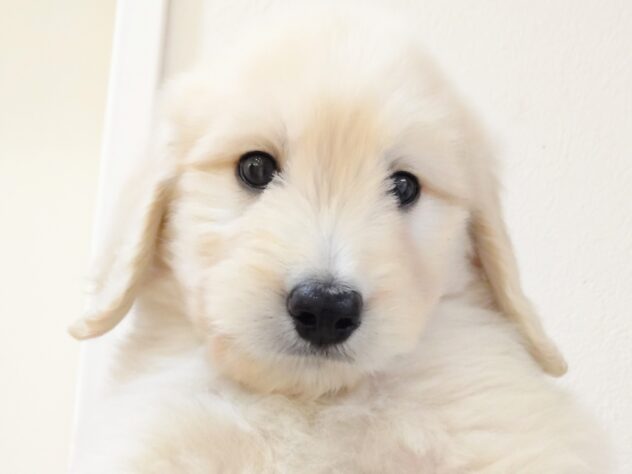 山形県のゴールデンドゥードゥル(ゴールデン×プードル) (アミーゴ米沢店/2025年9月7日生まれ/男の子/クリーム)の子犬