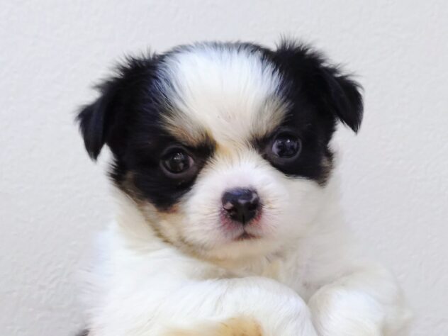 山形県のチワワ(ロング) (アミーゴ米沢店/2025年9月8日生まれ/男の子/ブラックタンホワイト)の子犬