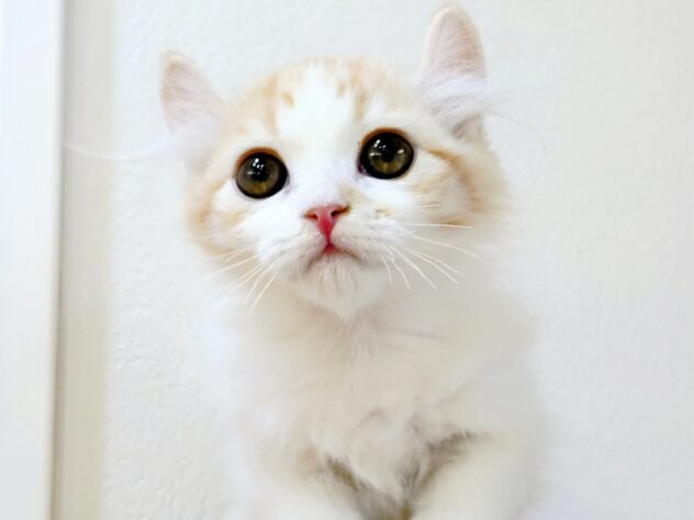 山形県のハーフ猫・ミックス猫 (アミーゴ米沢店/2025年9月10日生まれ/女の子/クリームカメオタビー)の子猫