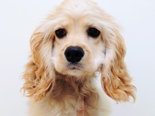 山形県のアメリカンコッカースパニエル (アミーゴ米沢店/2025年5月20日生まれ/女の子/バフ)の子犬