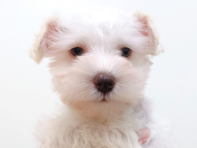 山形県のミニチュアシュナウザー (アミーゴ米沢店/2025年9月1日生まれ/男の子/ホワイト)の子犬