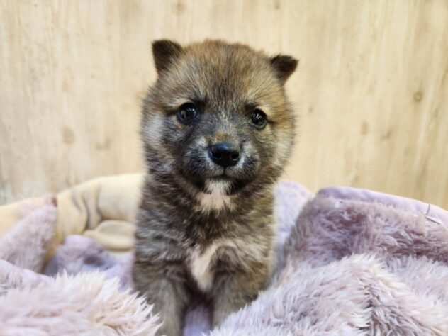 埼玉県のハーフ犬・ミックス犬 (アミーゴ吹上店/2025年9月11日生まれ/女の子/レッド)の子犬の2枚目の画像
