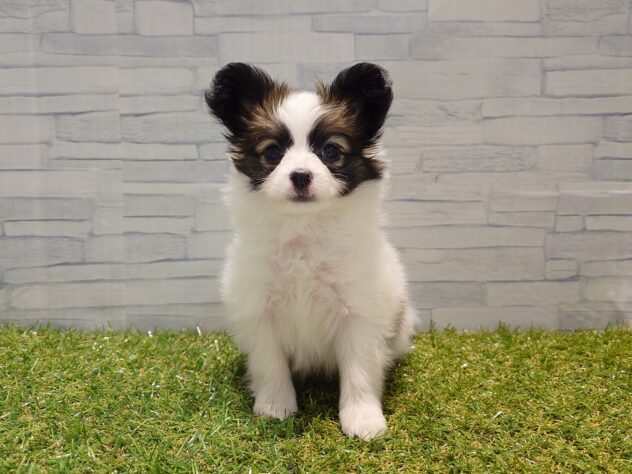 新潟県のパピヨン (アミーゴ新発田店/2025年9月2日生まれ/女の子/ホワイトブラウン)の子犬の1枚目の画像