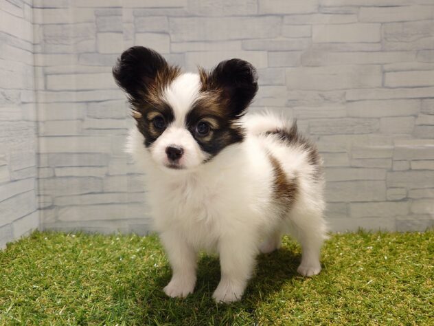 新潟県のパピヨン (アミーゴ新発田店/2025年9月2日生まれ/女の子/ホワイトブラウン)の子犬の2枚目の画像