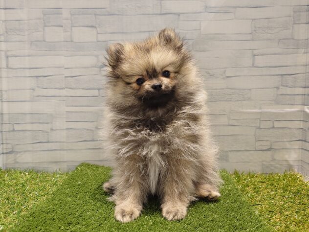 新潟県のポメラニアン (アミーゴ新発田店/2025年8月25日生まれ/男の子/オレンジセーブル)の子犬の1枚目の画像