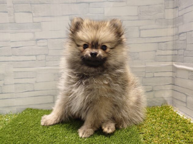 新潟県のポメラニアン (アミーゴ新発田店/2025年8月25日生まれ/男の子/オレンジセーブル)の子犬の2枚目の画像