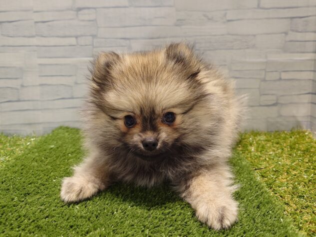 新潟県のポメラニアン (アミーゴ新発田店/2025年8月25日生まれ/男の子/オレンジセーブル)の子犬の3枚目の画像