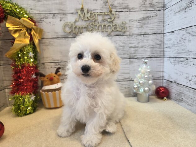 広島県のハーフ犬・ミックス犬 (アミーゴ五日市店/2025年9月17日生まれ/男の子/ホワイト)の子犬の1枚目の画像