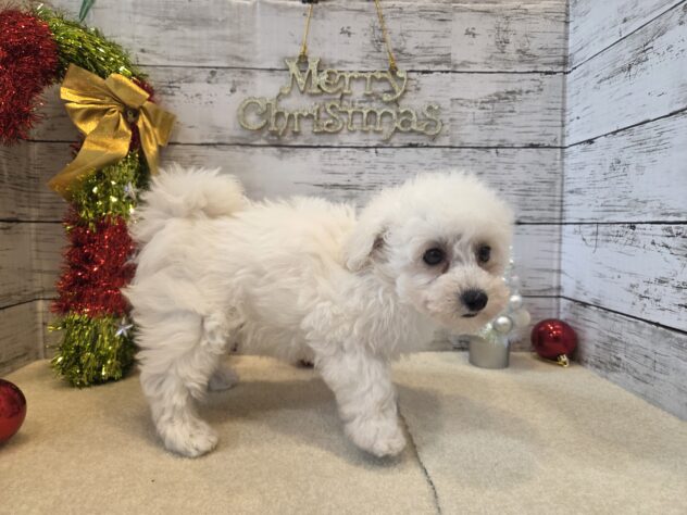 広島県のハーフ犬・ミックス犬 (アミーゴ五日市店/2025年9月17日生まれ/男の子/ホワイト)の子犬の3枚目の画像