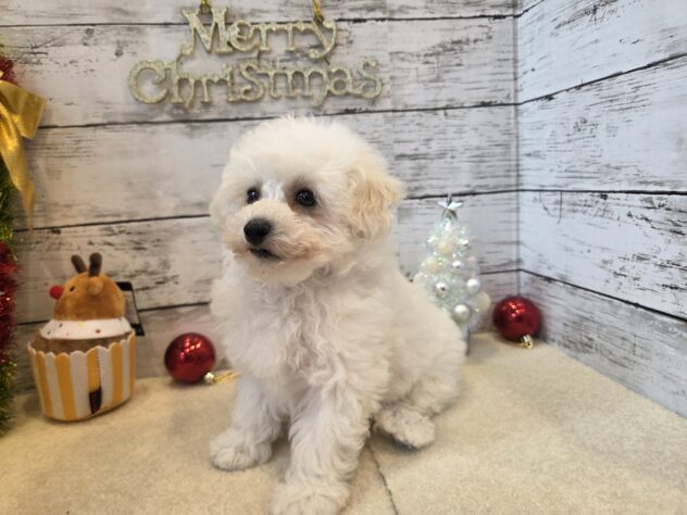 広島県のハーフ犬・ミックス犬 (アミーゴ五日市店/2025年9月17日生まれ/男の子/ホワイト)の子犬の2枚目の画像