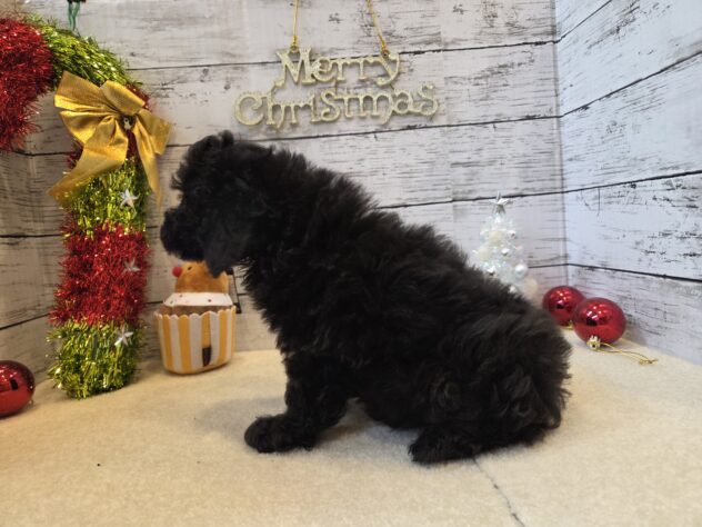 広島県のトイプードル(トイ) (アミーゴ五日市店/2025年9月17日生まれ/男の子/ブラック)の子犬の3枚目の画像