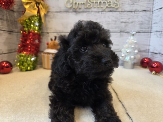 広島県のトイプードル(トイ) (アミーゴ五日市店/2025年9月17日生まれ/男の子/ブラック)の子犬の2枚目の画像