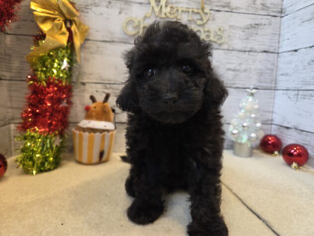 広島県のトイプードル(トイ) (アミーゴ五日市店/2025年9月17日生まれ/男の子/ブラック)の子犬の1枚目の画像