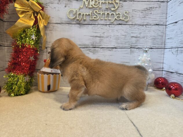 広島県のハーフ犬・ミックス犬 (アミーゴ五日市店/2025年9月13日生まれ/男の子/フォーン)の子犬の3枚目の画像