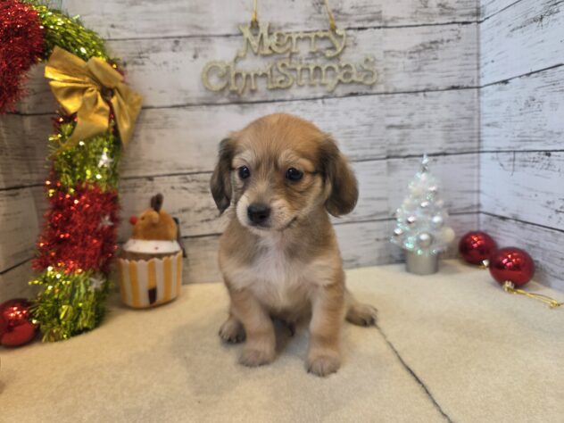 広島県のハーフ犬・ミックス犬 (アミーゴ五日市店/2025年9月13日生まれ/男の子/フォーン)の子犬の1枚目の画像