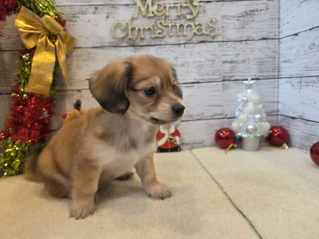 広島県のハーフ犬・ミックス犬 (アミーゴ五日市店/2025年9月13日生まれ/男の子/フォーン)の子犬の2枚目の画像