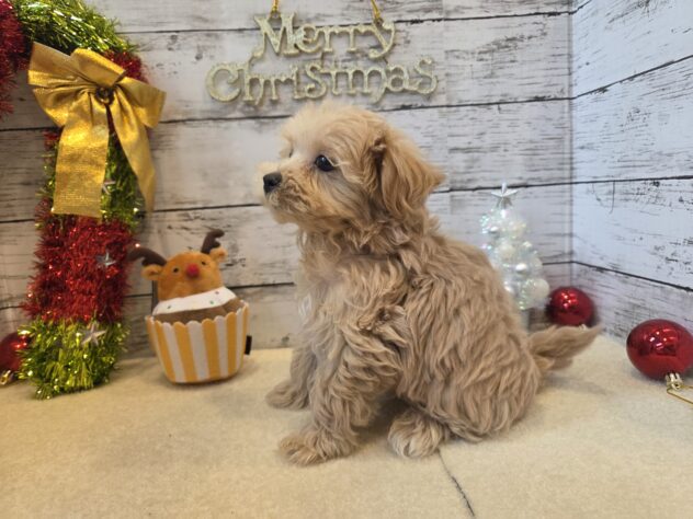 広島県のハーフ犬・ミックス犬 (アミーゴ五日市店/2025年9月8日生まれ/男の子/クリーム)の子犬の3枚目の画像