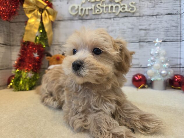広島県のハーフ犬・ミックス犬 (アミーゴ五日市店/2025年9月8日生まれ/男の子/クリーム)の子犬の2枚目の画像